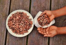 Crédit photo : Fèves de cacao de Isai Symens
