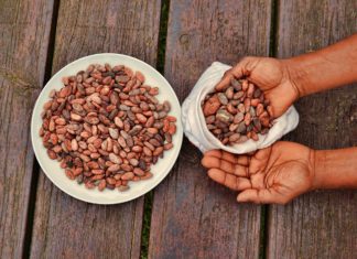 Crédit photo : Fèves de cacao de Isai Symens